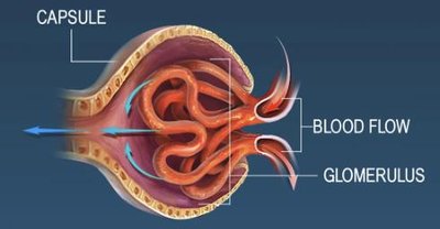 Glomerular hydrostatic pressure diagram