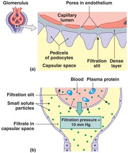 Glomerular filtration diagram