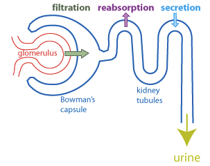 Diagram of filtration, reabsorption, and secretion in the nephron