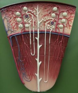 Vasa recta blood vessels in the kidney