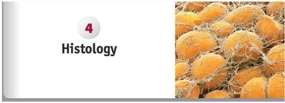 SEM of adipocytes and protein fibers