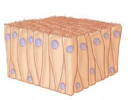 Columnar epithelial cells