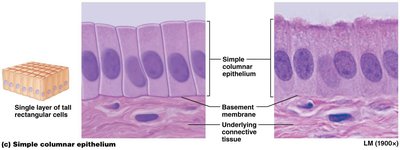 Simple columnar epithelium