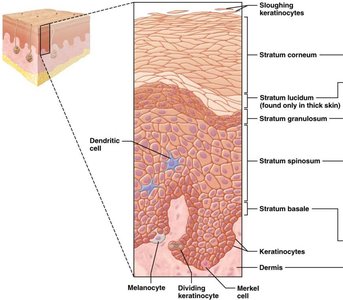 Keratinized stratified squamous epithelium (epidermis)