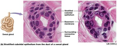 Stratified cuboidal epithelium (sweat gland)