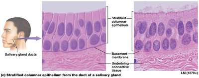 Stratified columnar epithelium (salivary gland duct)