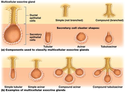 Classification of multicellular exocrine glands