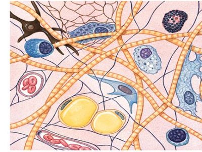 Connective tissue with various cell types and fibers