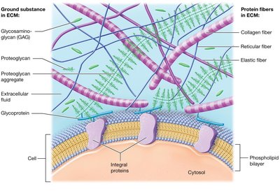 Diagram of ECM components: ground substance and protein fibers
