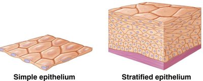 Simple vs. stratified epithelium