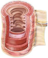 Cross-section of the digestive tract showing muscle layers