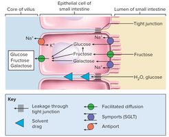 Mechanism of monosaccharide absorption in the small intestine