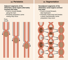 Diagram comparing peristalsis and segmentation