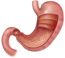 Anatomy of the stomach