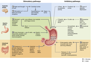 Regulation of gastric secretion: stimulatory and inhibitory pathways