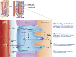 Mechanism of HCl production by parietal cells
