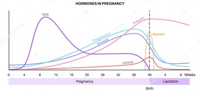 Graph showing hormone levels during pregnancy and lactation