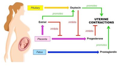 Diagram of hormonal regulation of uterine contractions