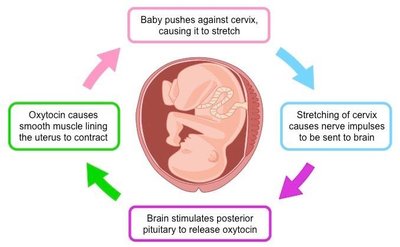Positive feedback loop of oxytocin during labor