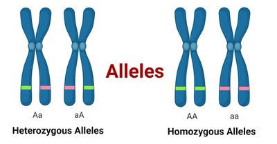 Heterozygous and homozygous alleles