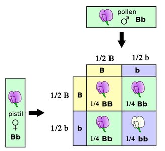 Punnett square for Bb x Bb cross