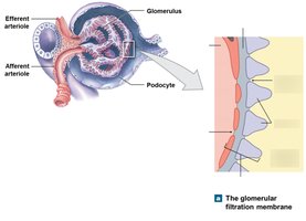 The glomerular filtration membrane