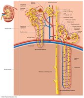 Cortical and juxtamedullary nephrons