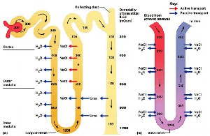 Concentration and dilution in the nephron loop