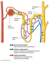 Three physiological processes carried out by the kidneys