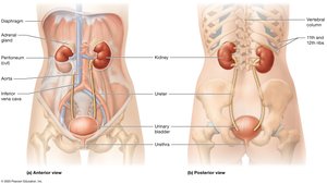 Organs of the urinary system in a female