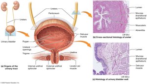 Anatomy of the urinary tract