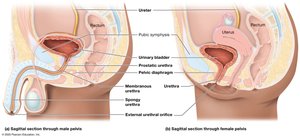 Comparison of urinary tract anatomy in the male and female