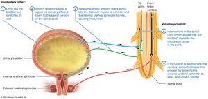 Micturition reflex