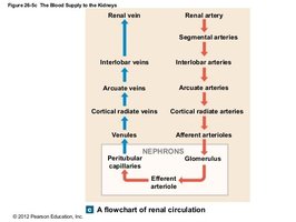 Flowchart of renal circulation