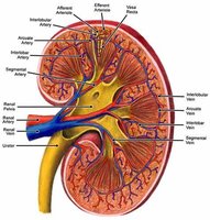 Blood supply to the kidney