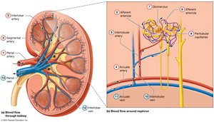 Blood flow through the kidney and around the nephron