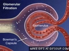Glomerular filtration in the renal corpuscle