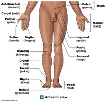 Anterior anatomical landmarks lower body