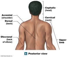 Posterior anatomical landmarks upper body