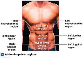 Abdominopelvic regions