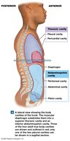 Body cavities lateral view
