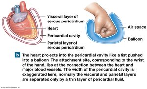 Heart in pericardial cavity