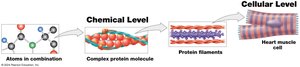 Levels of Organization: chemical to cellular