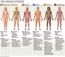 The Organ Systems: Integumentary, Skeletal, Muscular, Nervous, Endocrine, Cardiovascular