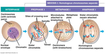 Meiosis I: Interphase, Prophase I, Metaphase I, Anaphase I
