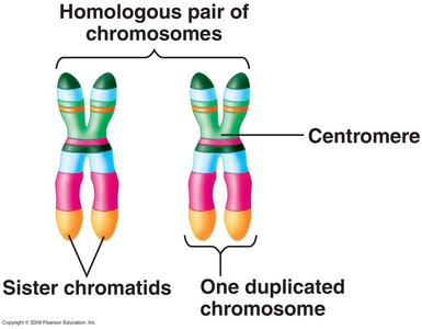 Chromosome and DNA with labeled genes