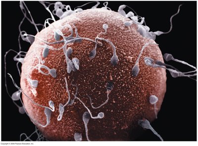 Sperm fertilizing an egg cell