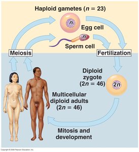 Diagram of meiosis showing reduction from diploid to haploid