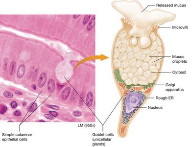 Goblet cell structure and function
