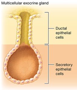 Structure of a multicellular exocrine gland